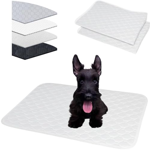 Lifetips XReBbVeAiScottish Terrierj 􂦂ybgV[c ybgV[c 􂦂 2Zbg ~ V[cCh V[g L ۂƐ􂦂 ~}bg ld\ Rh~  ~ ^ ^ 