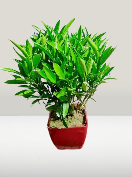 Live Sukh-Shanti Jal Bahar Lucky Plant with Pot (B0CYMSGJ6G) Amazon Price History, Amazon Price Tracker