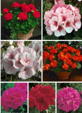 semillas de geranio excepcional multicolor serie en 20 semillas