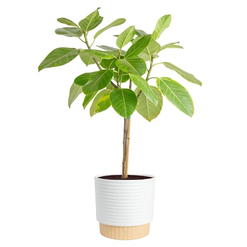 Image of Costa Farms Ficus Audrey Tree Live Plant in Decorative Pot, Large Indoor Houseplant, Perfect for Home, Room, or Office Decor, Great House Warming or Birthday Gift, 2-3 Feet Tall