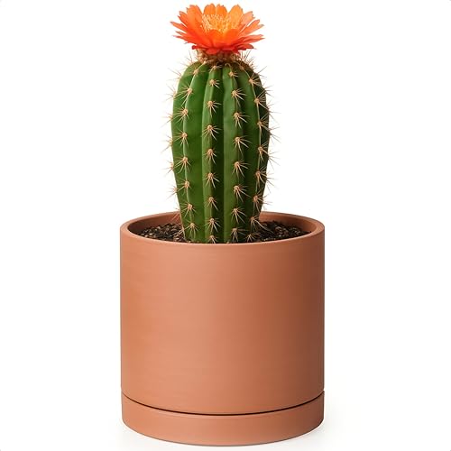 D'vine Dev Small Plus 5 Inch Terracotta Pot