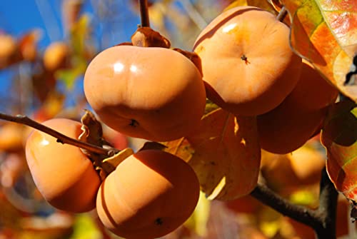 4 American Persimmon Trees Live Plants 1-2 Ft Tall, Persimmon Plants Persimmon Fruits #TOP4