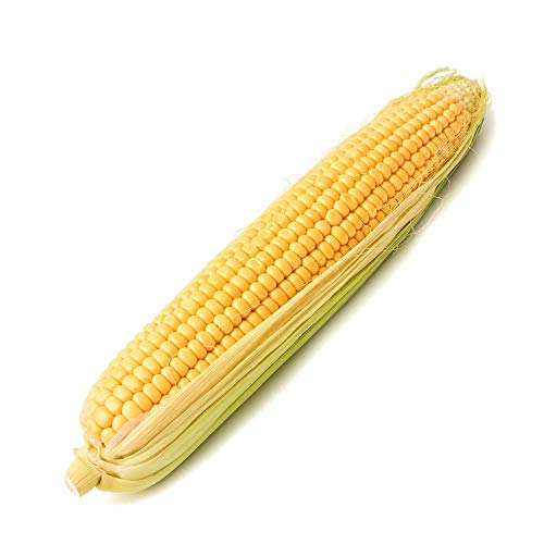 Bodacious Rm Sweet Yellow Corn Seeds For Planting, 50+ Seeds Per Packet, (Isla's Garden Seeds), Non Gmo Seeds, 90% Germination Rates, Scientific Name: Zea Mays, Great Home Garden Gift #TOP2