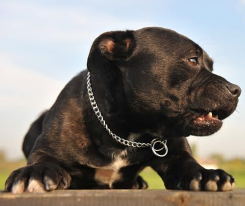 Gold Choker Halsband für große Hunde, Metall Schlupf Hund Kette Halsbänder Heavy Duty Ausbildung Martingal Halsbänder für kleine mittlere große Rasse Haustiere Jungen Mädchen, X-Large
