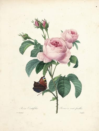 Cuadro de Pierre Redouté Rosa de cien hojas 60x90cm para vestir paredes desnudas con arte