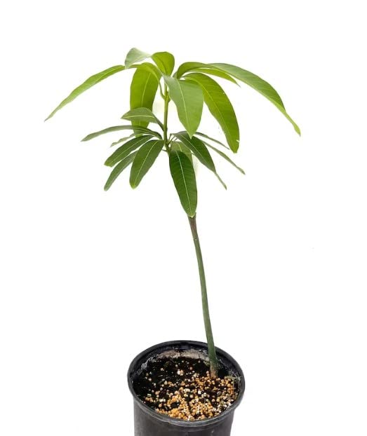 Árbol de Mango | Planta Tropical | Produce Fruta en Temporada | Árbol de Exterior