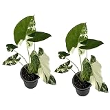LEAL PLANTS ECUADOR Alocasia Macrorrhiza Variegated (Pack of 2),| Alocasia Live Plant, Variegated Live houseplant| Rare Indoor Plants, Perfect for Home Decor, Unique Gift for Plant Lovers