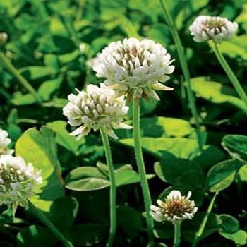3LBS White Dutch Clover