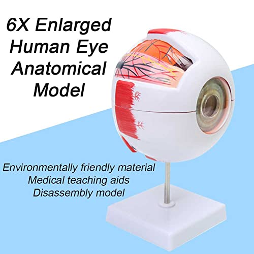 Modèle d'œil 3D pour comprendre la structure de la boule oculaire simplement - 3