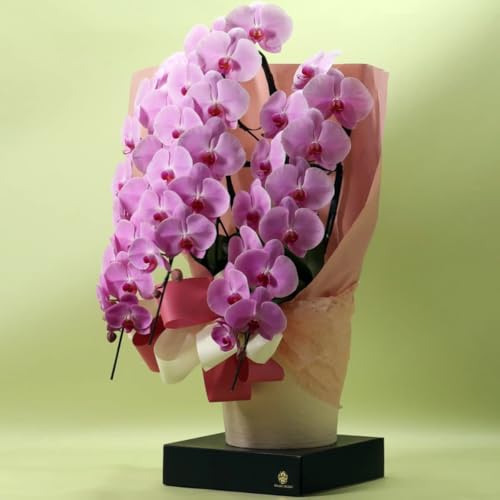 qJEI[Lbh ֌Ӓ3{ (sN 39ֈȏ) v[gEMtgEJXjEJƏjEACjEړ]jEwjEiwj DƃbsO aԊ | Dw̓Mtgݒ [000302]