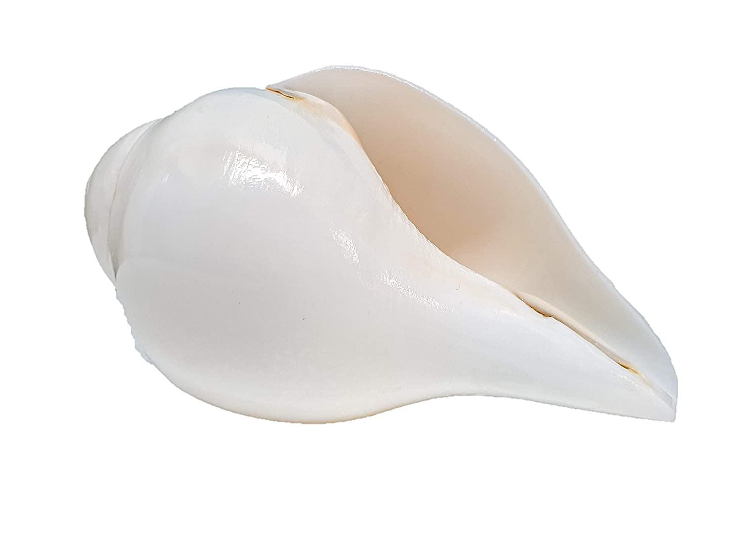 BHAGVATI® Paquete de 1 carcasa VAMAVARTI SHANKH con sonido eco educado (6)