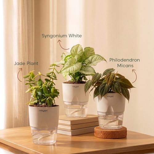 Image of Kyari Combo of 3 Indoor Plants - Jade, Syngonium White & Philodendron Micans with Poetic White Self Watering Pot - Live Plants for Home Decor & Living Room - Low Maintenance Plant Set