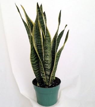 Snake Plant, Mother-In-Laws Tongue - Sanseveria - 6" Pot/unique-from jmbamboo
