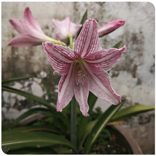 Amaryllis for Planting Now UK Perennial Good for Containers Excellent Display Plant Bulbs Ornamental Greening Flower Natural Organic Easy Plant Perennial -4bulbs-K
