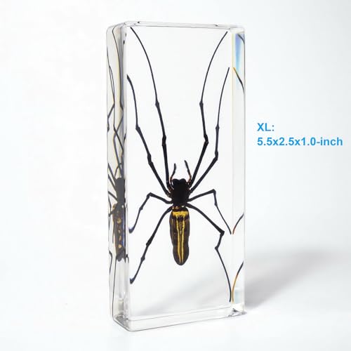 Image of Taxidermy Spiders, 2pcs Tarantula and Noble Spider Specimens in Resin for Closer-Look & Study in Safe Healthy Manner, for Classroom Home Office Desk Ornament Paperweight (X-Large Size 2pcs)