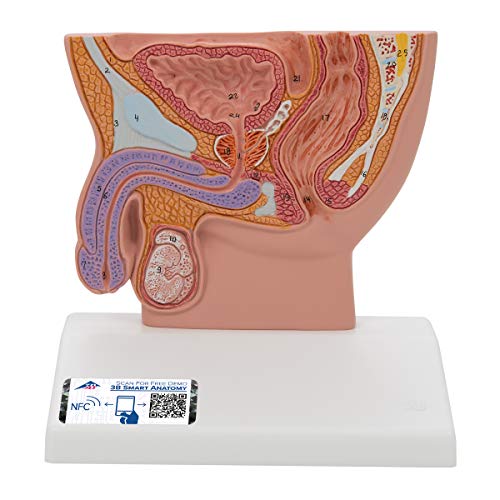 Image of 3B Scientific H12 Male Pelvis Section 1 /2 life-size - 3B Smart Anatomy