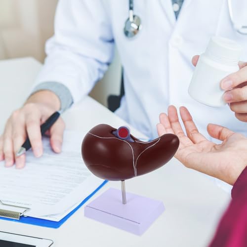 Modèle anatomique du foie Cabilock plastique pour mémoriser l'anatomie - 5