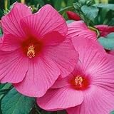hibiscus moscheutos rose GARANTIE - Nous savons que vous adorerez vos graines de jardin de survie, mais si pour une raison quelconque vous ne l'aimez pas, veuillez nous contacter.