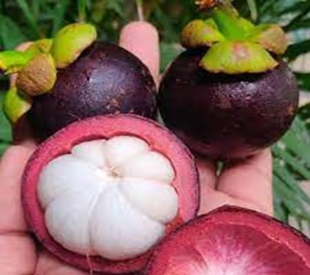 100pcs of Mangosteen Fruit Seeds
