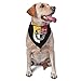 3rd Special Forces Group Triangle Dog Bandana Scarf Accessories for Pet Bibs