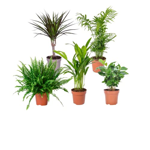 Plantas Pet Friendly DECOALIVE Pack Aficionado: Helecho, Palmera Areca, Planta del Café, Chamaedorea Elegans y Dracaena Marginata