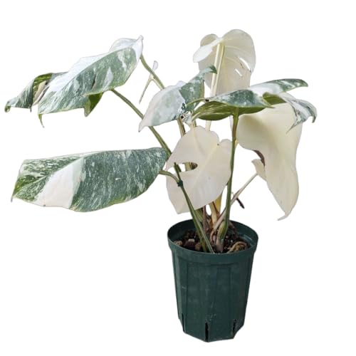 モンステラ ホワイトタイガー」の人気商品一覧 | 安い商品を通販サイト