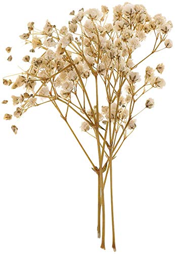 Flores y Hojas Secas para Manualidades - Blanco miniatura 1