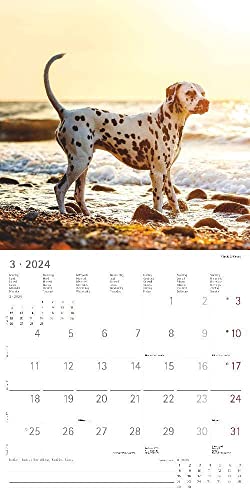 Hunde 2024 - Broschürenkalender 30x30 cm (30x60 geöffnet) - Kalender mit Platz für Notizen - Dogs - Bildkalender - Wandkalender - Hundekalender