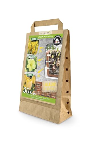Yellow Lasagne Mix 30 Spring Flower Bulbs Bee Friendly Premium Dutch Bulbs Crocus Yellow Narcissus Banana Daiquiri and Tulipa Fringed Elegance Eco-Friendly Packaging