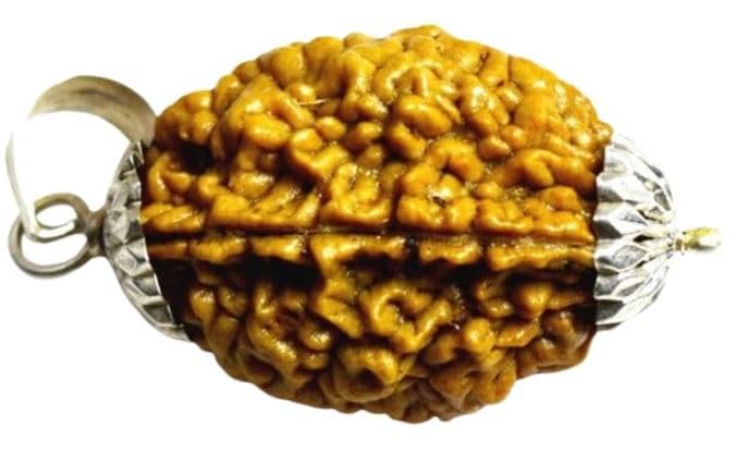 2 मुखी रुद्राक्ष 2 Face Rudraksha Original Certified Lab Tested Nepal Bead | Do Mukhi Rudraksha With Silver Capping Blessed With Shiv Parvati (अर्धनारीश्वरी) Natural brown Bead For Jaap, Mala-image-30