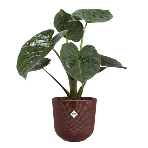 elho jazz rund 26cm Blumentopf - Dark Burgundy` – Ansicht 3