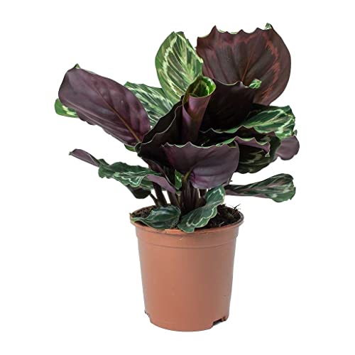 Creative Farmer Indoor Plants Calathea Roseopicta Madallion, 12 Cm Pot Live – Gardening|Home Decoration|Hanging Basket (Gardening Healthy Plant)