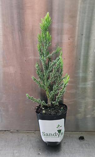 Juniper Blue Point Starter Plant Lot of 12