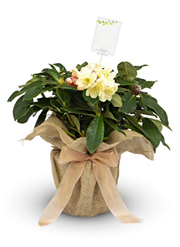 Rhododendron Golden Wedding - Golden Anniversary Gift Wrapped Plant in 3litre Pot