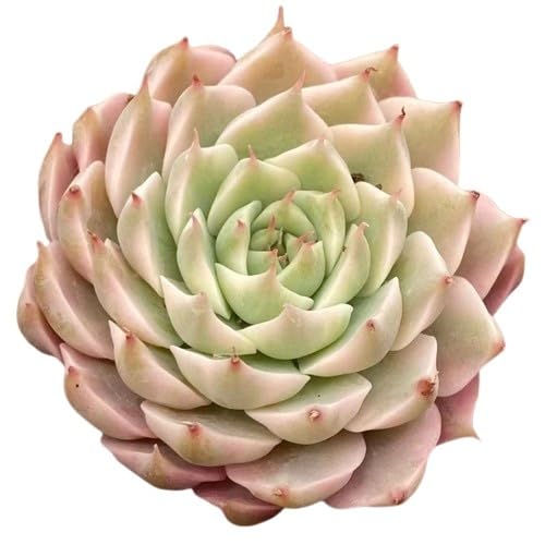 多肉植物エケベリアマーガレット韓国苗