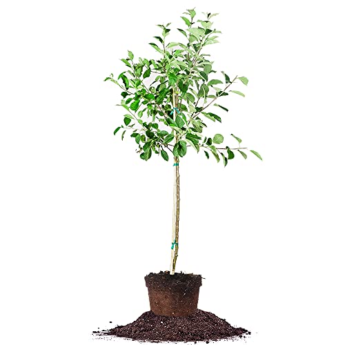 Perfect Plants Gala Apple Tree 5 Gallon | Live Fruit Trees for Outdoor Planting | Fresh Apples for Eating, Canning, & Dehydrating | Sweet & Tasty Fruits Ripen in Fall