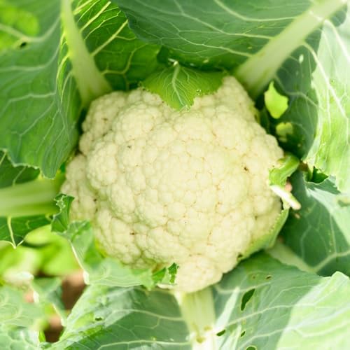 semillas de coliflor, semillas de coliflor de balcón resistentes 50pcs