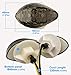 SAMDO Motorcycle LED Flush Mount Turn Signal Light Blinker Turning Lamp Smoke for Honda CBR600RR CBR1000RR CBR600F3 CBR600F4 CBR600 CBR929