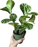 Live Rubber Plant - Peperomia Marble - Peperomia Obtusifolia Marble Variegated - Available in 3', 4', and 6' Pots - CA Seller - Ideal Gift for Home, Office - Peperomia Live Plant (4' Pot)