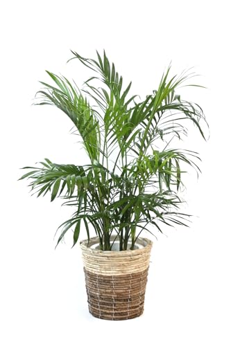 けんちゃんヤシ。観葉植物。鉢ごと無料で発送致しますいたします。 けんちゃんヤシ。観葉植物。鉢ごと無料で発送致しますいたします