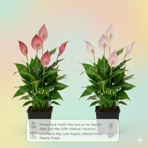 Image of Live Peace Lily Plant Combo (Pack of 2) - Dark Pink & Light Pink Flowering Plant with 3 Inch Black Plastic Pot | Indoor Plant for Home, Office & Living Room