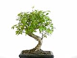 Quick delivery Zelkova serrata , zelkova japones semillas - seeds apto para bonsai