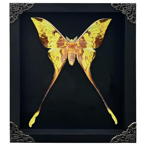 Real Comet Moth in Black Shadow Box Frame Preserved Insect Butterfly Specimen Wall Art Luna Moth Oddity Taxidermy Decor for Entomology Lovers Gothic or Vintage Home Decoration K23-121-DE