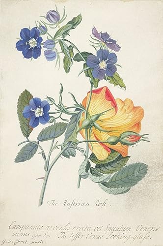 Affiche Impression d'art tableau décoration murale roses autrichiennes