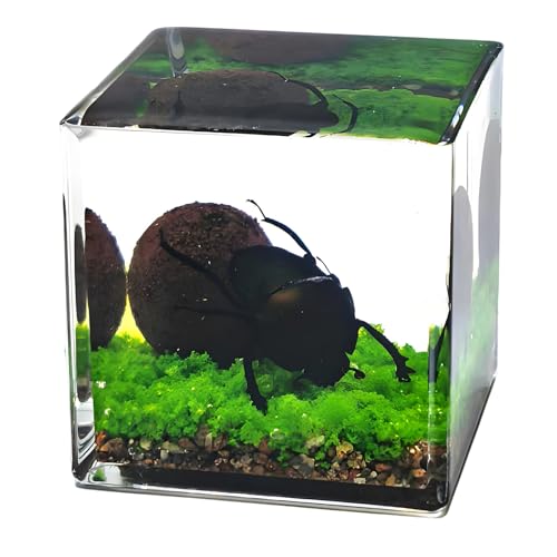 ��| MicroLandscape �f�B�X�v���C�L���[�u�f�X�N�g�b�v�����u�����R�T���q���̂��߂̋���ߋ�L���[�u