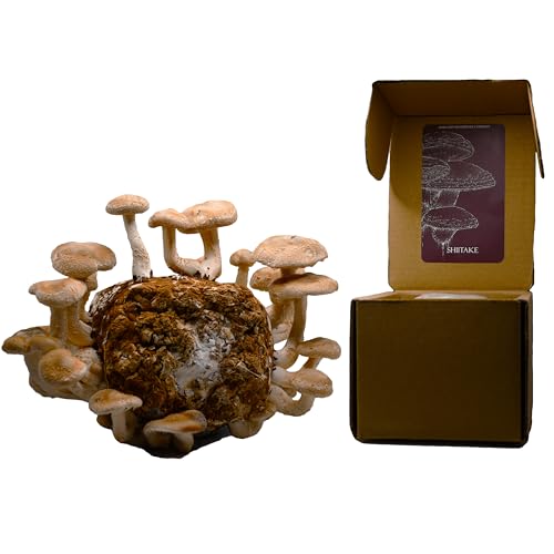 Shiitake Mushroom Grow Kit by Oakland Mushroom Co. | Handmade with Organic Ingredients | Ready to Grow | Harvest in 7-14 Days