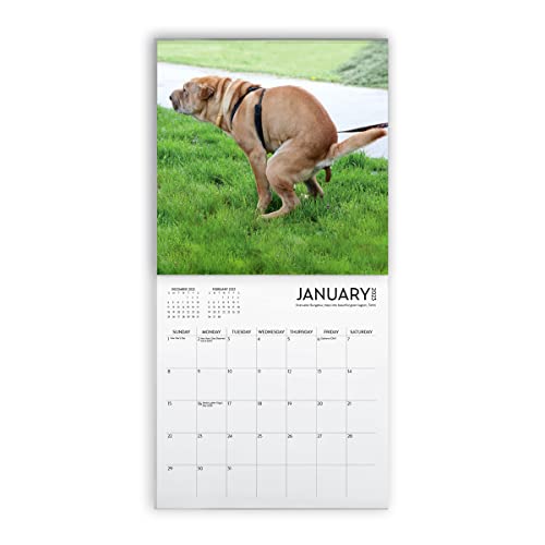 Dog Pooping Calendar 2023, 12 X 12 Inch, Funny Gift, White Elephant, Gag Gift, Secret Santa #TOP1