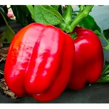 1 Ounce Big Red Bell Pepper Seeds - Sweet - Heirloom - Approx 4000 Seeds Premium Non-GMO, Open Pollinated, US Grown Seed, Always Fresh!