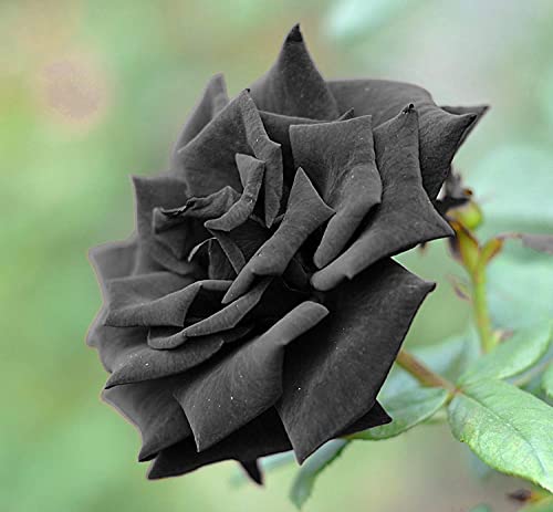 15 Pcs Rare Black Rose Seeds Flower Bush Perennial Shrub Garden Home Exotic #TOP1