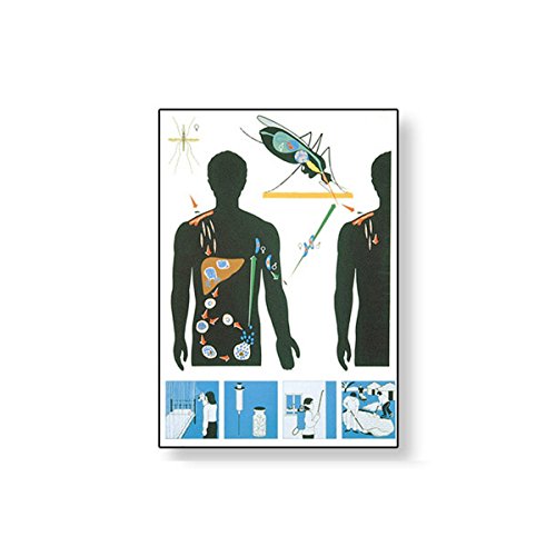 Image of 3B Scientific V2071M Malaria Wall Chart 84x118 cm,Grade: 2 inch Height, 2 inch Wide, 25 inch Length